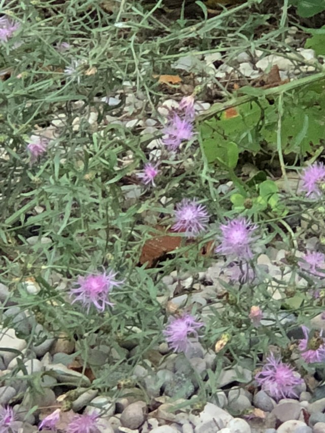 ik7Z%RRURnGUBWLHomduPg